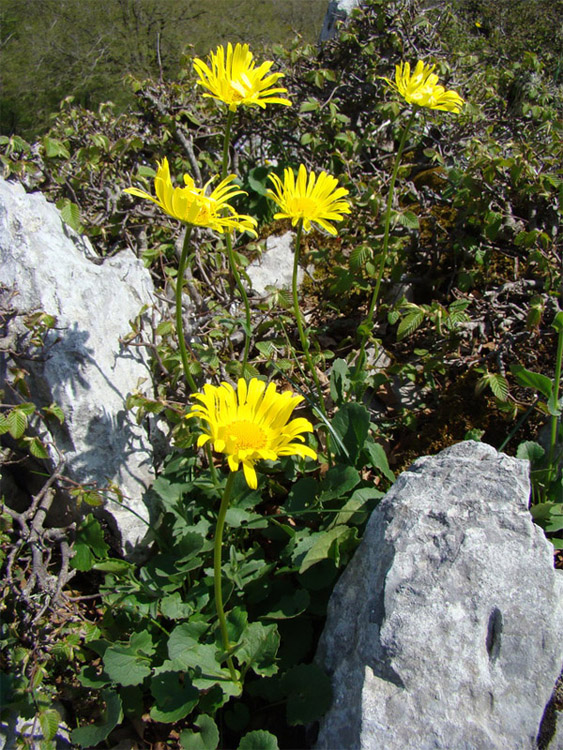 Doronicum columnae